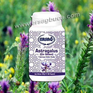 Astragalus Çin Geveni