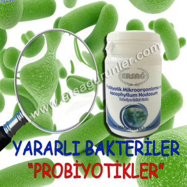 Probiyotik Mikroorganizma ve Ascophyllum Nodosum