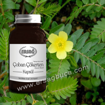 Çoban Çökerten Kapsül